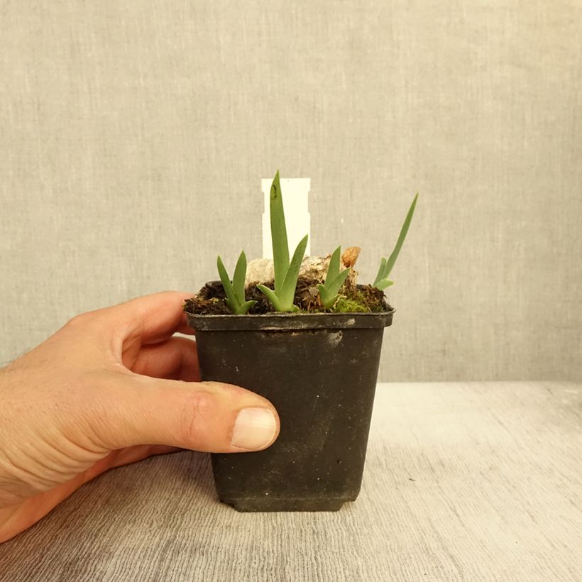Example of Iris germanica En Ebullition - Iris de Bordure Godet de 8/9 cm as you get in automne