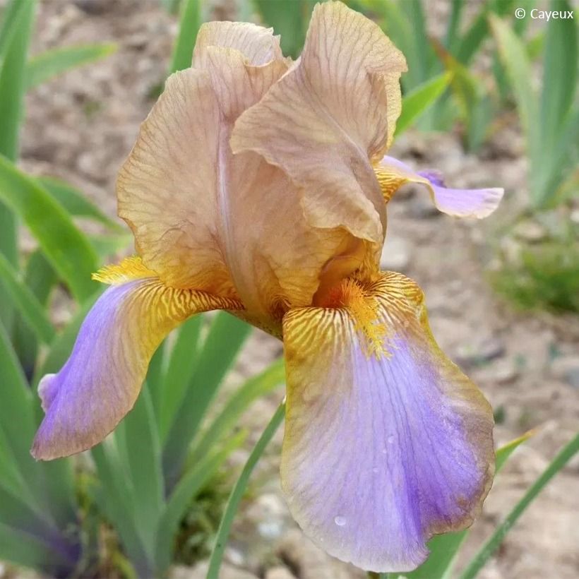 Iris germanica Evolution - Iris des Jardins (Flowering)