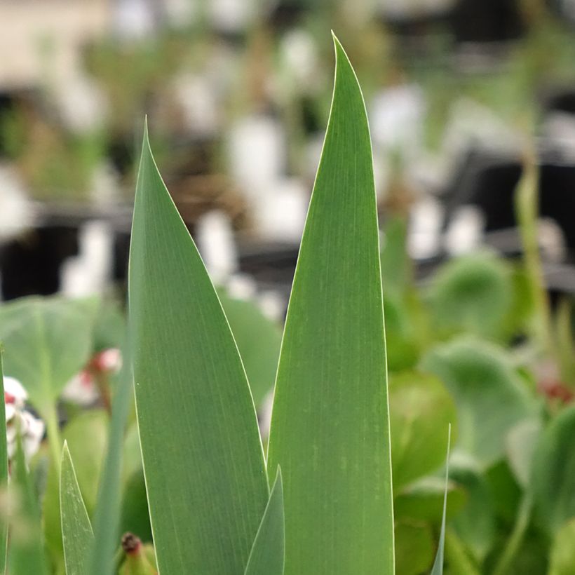 Iris germanica Frison-Roche - Grand Iris des Jardins (Foliage)