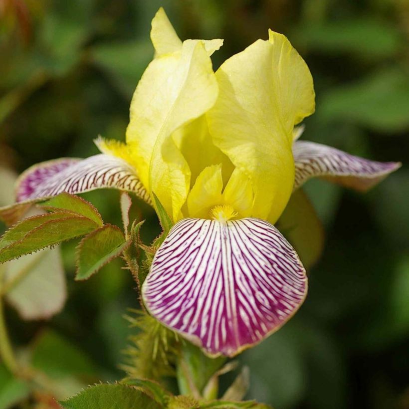 Iris germanica Gracchus - Iris des Jardins remontant (Flowering)