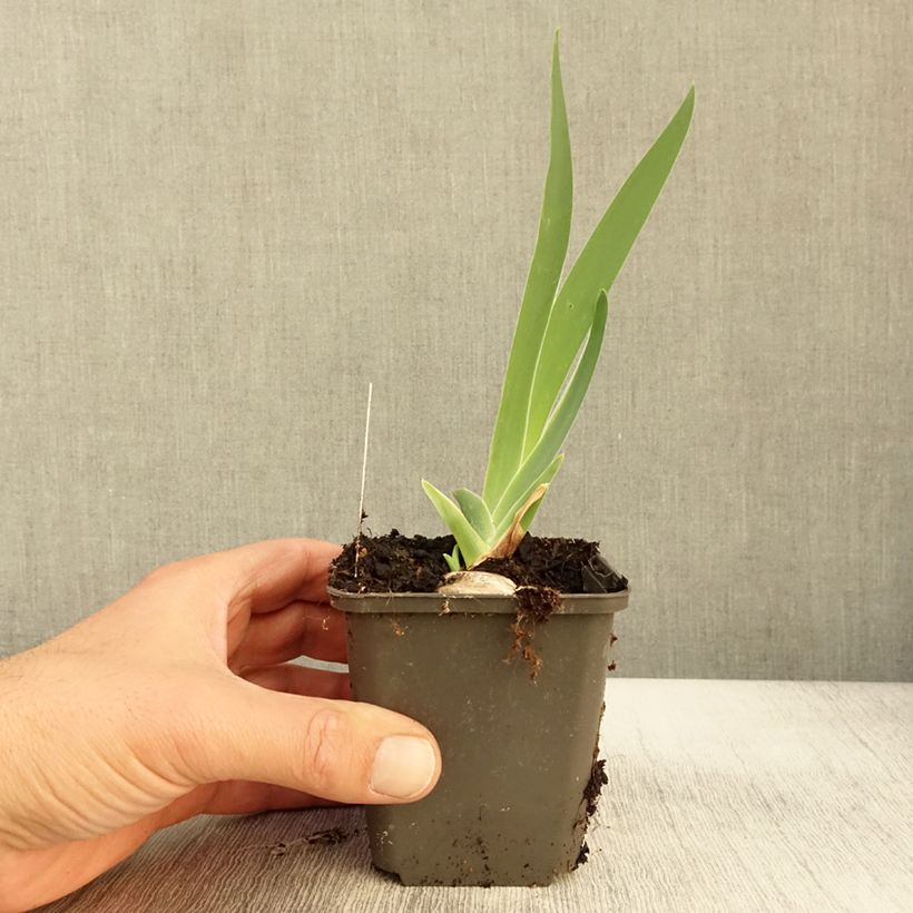 Example of Iris germanica Grand Canari - Iris des Jardins Godet de 8/9 cm as you get in automne