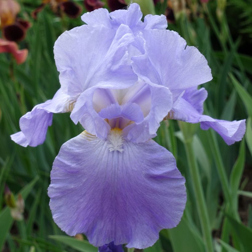 Iris germanica Harbor Blue - Iris des jardins (Flowering)