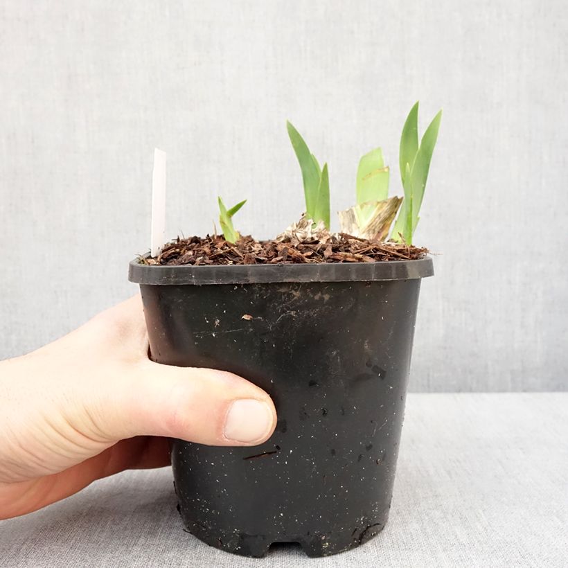 Example of Iris germanica Harbor Blue - Iris des jardins Pot de 1,5L/2L as you get in hiver