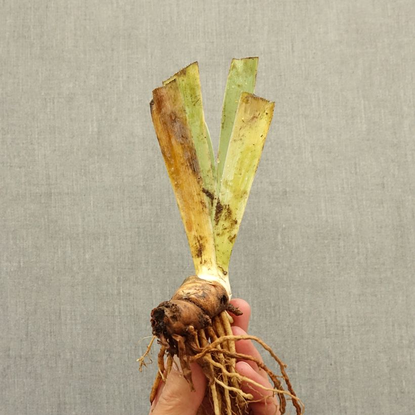 Example of Iris germanica Icon - Iris des Jardins nain Rhizome as you get in hiver