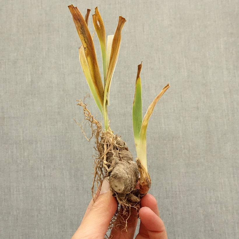 Example of Iris germanica Innocent Star - Iris des Jardins remontant. Rhizome as you get in hiver