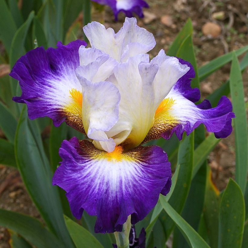 Iris germanica Irisades - Iris des Jardins (Flowering)