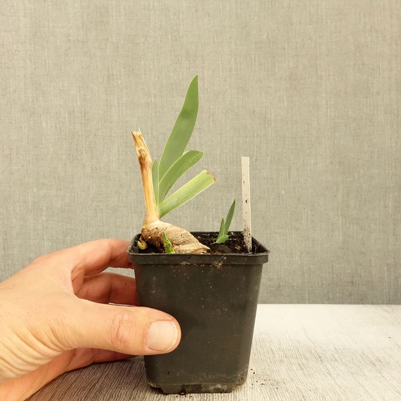 Example of Iris germanica Lark Ascending Godet de 8/9 cm as you get in automne