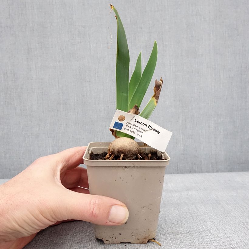 Example of Iris germanica Lemon Bubbly - Iris des Jardins Godet de 8/9 cm as you get in hiver