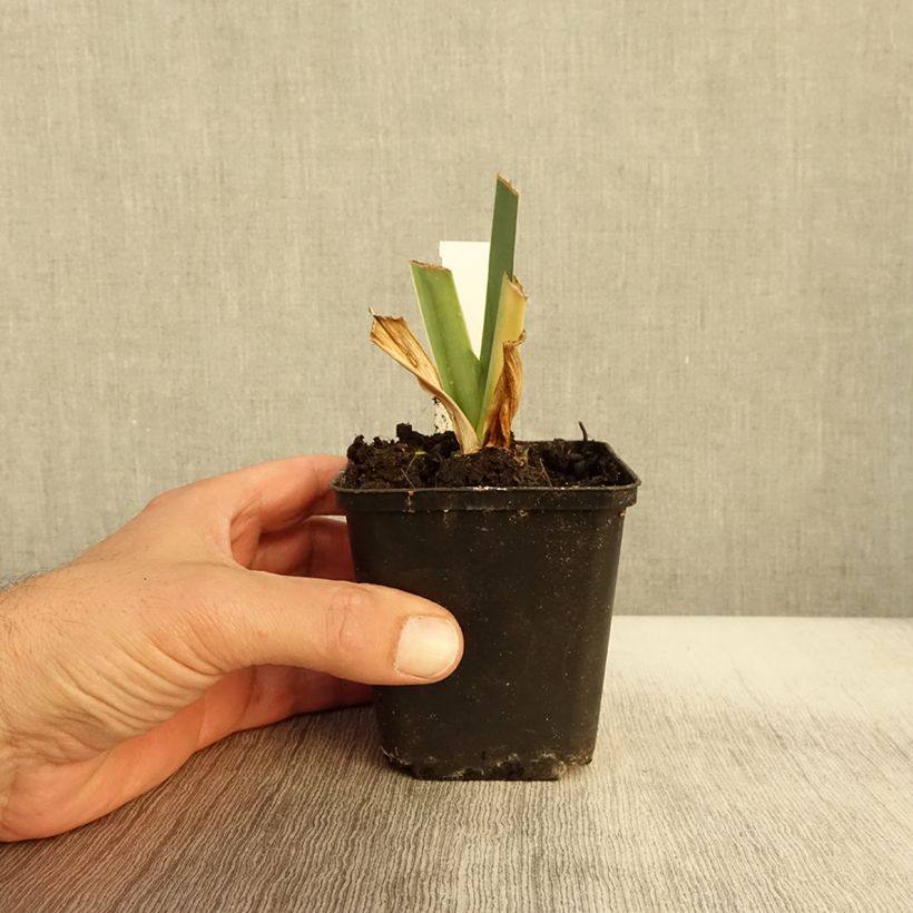 Example of Iris germanica Marron Chaud - Iris des Jardins Godet de 8/9 cm as you get in automne