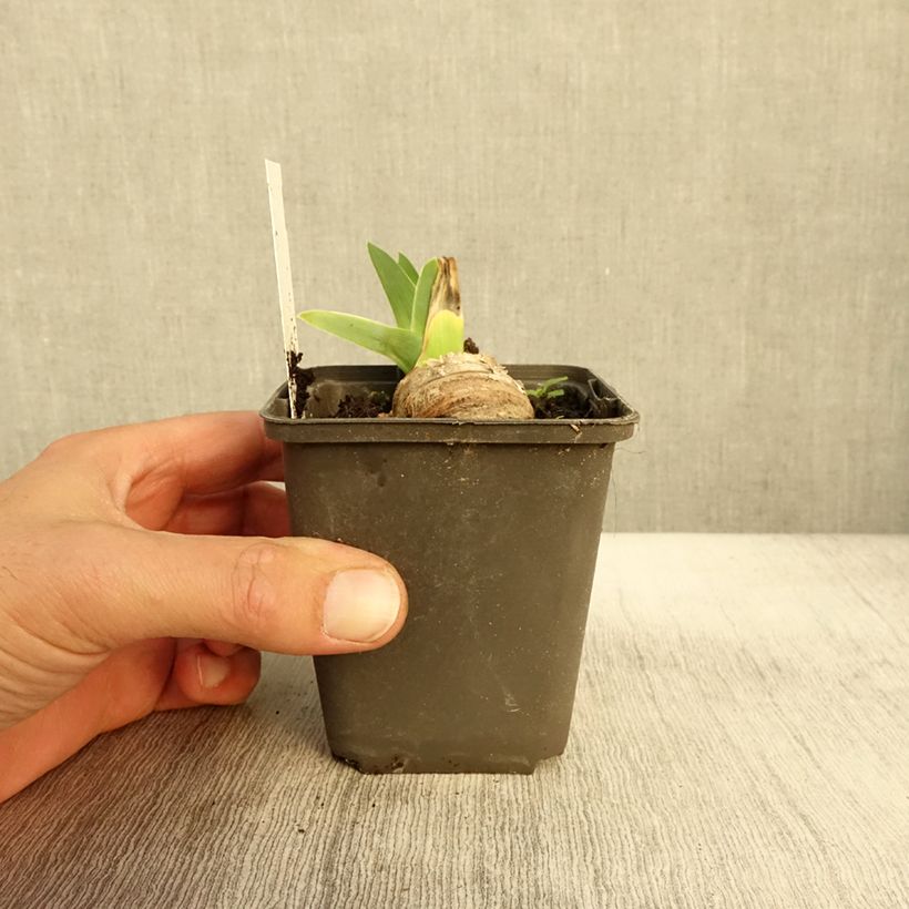 Example of Iris germanica Master Plan Godet de 8/9 cm as you get in automne