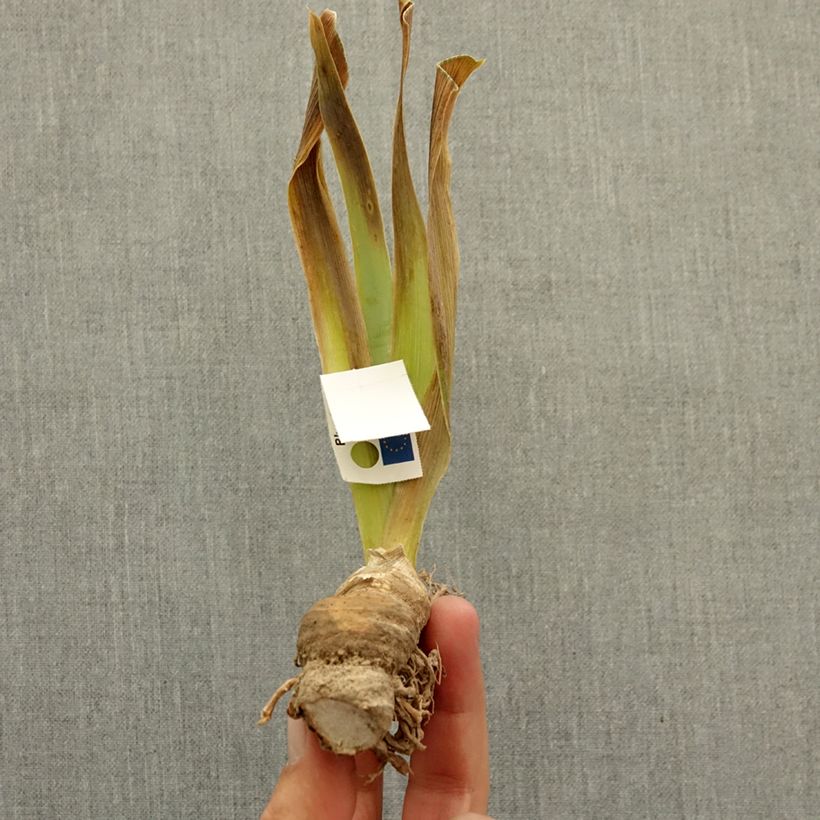 Example of Iris germanica Mistigri - Iris des Jardins intermédiaire Rhizome as you get in hiver