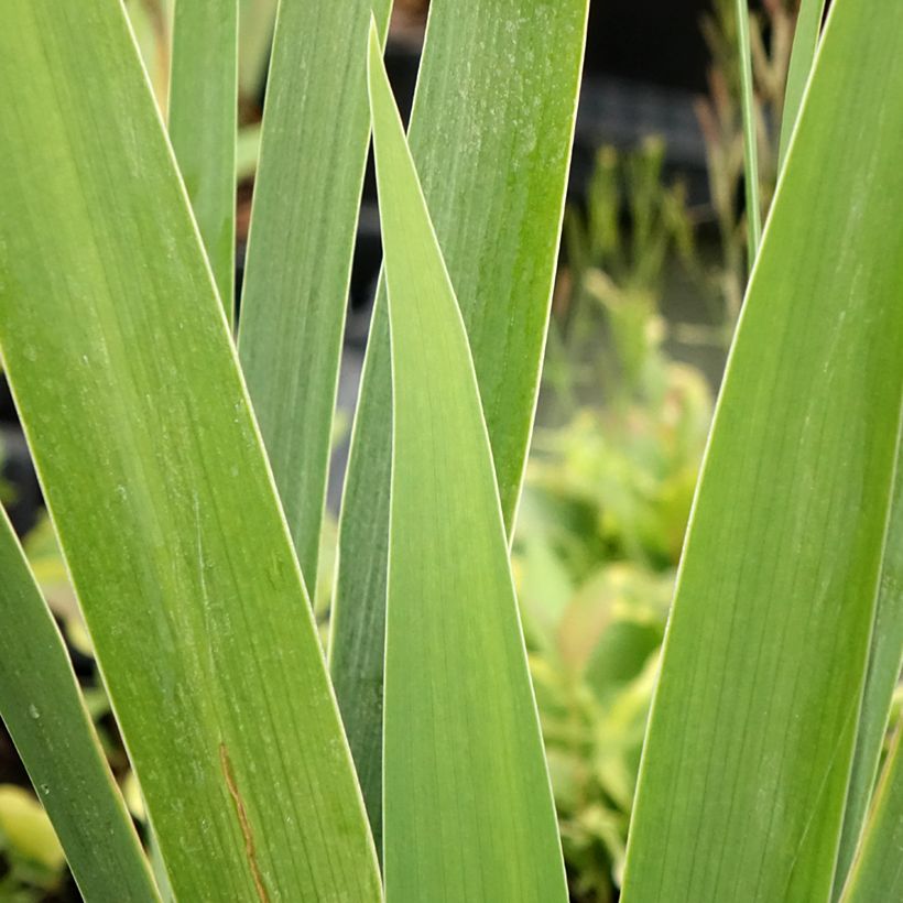 Iris germanica Natchez Trace - Iris des Jardins  (Foliage)
