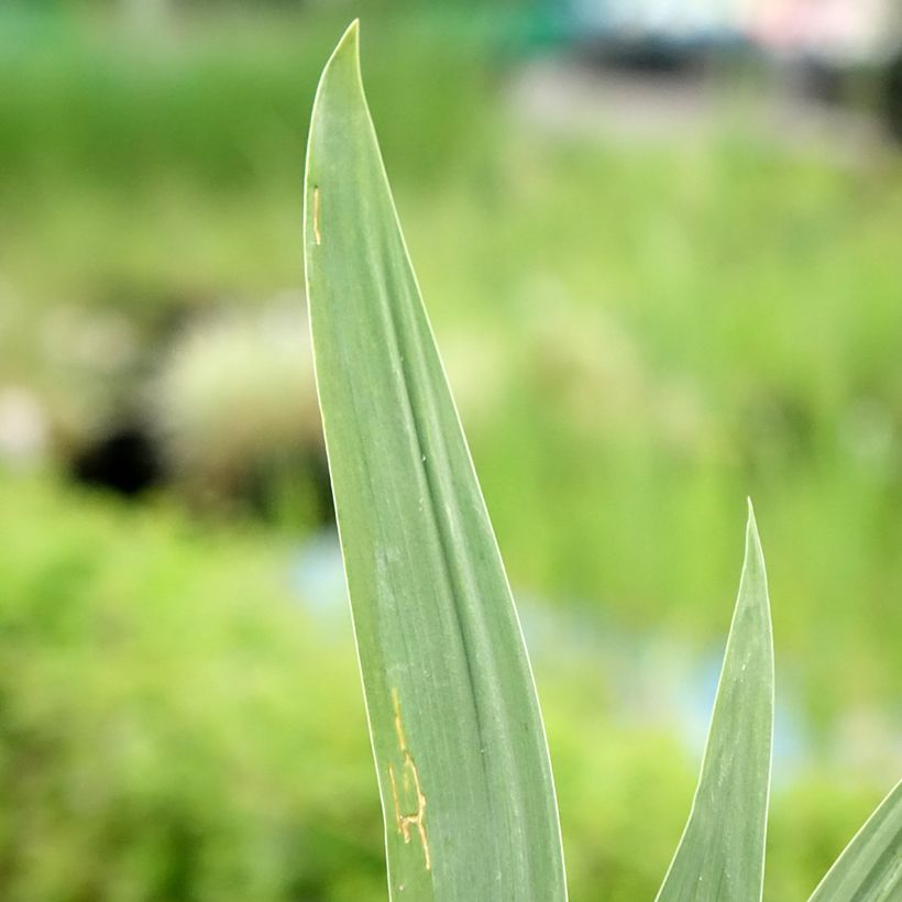 Iris germanica Night Edition - Iris des jardins  (Foliage)