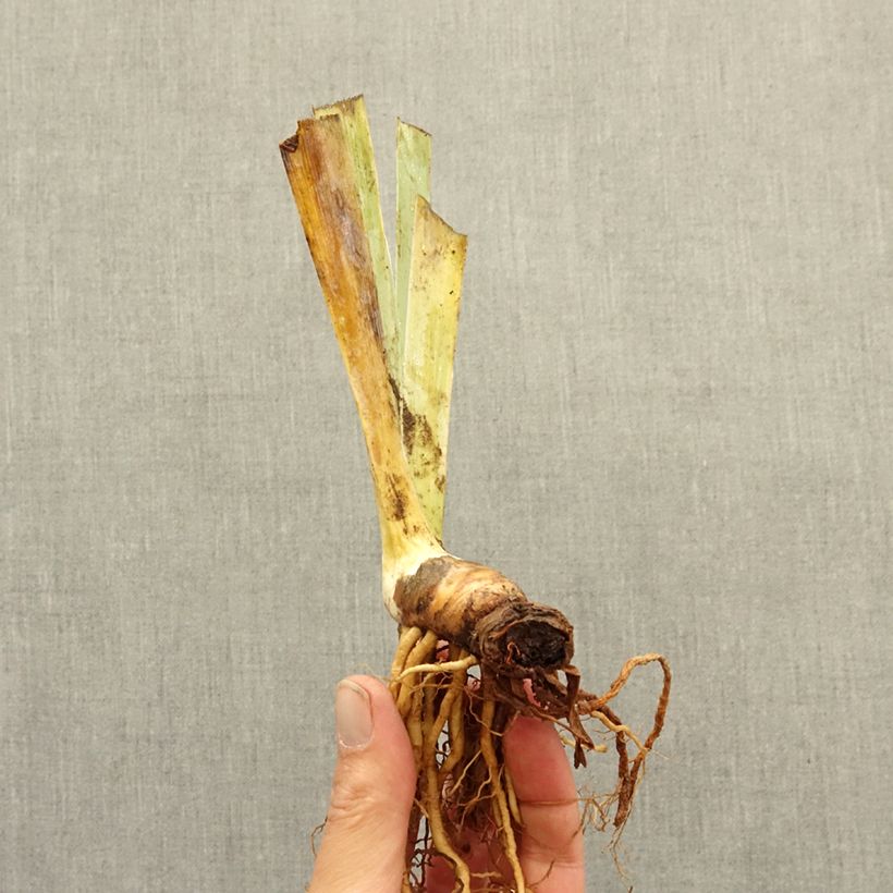 Example of Iris germanica Nuance Royale - Grand Iris des Jardins Rhizome as you get in hiver