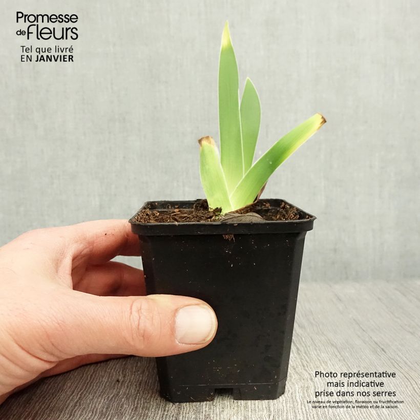 Example of Iris germanica On En Rêve - Iris des Jardins Rhizome, Calibre 10/15, qualité extra as you get in hiver