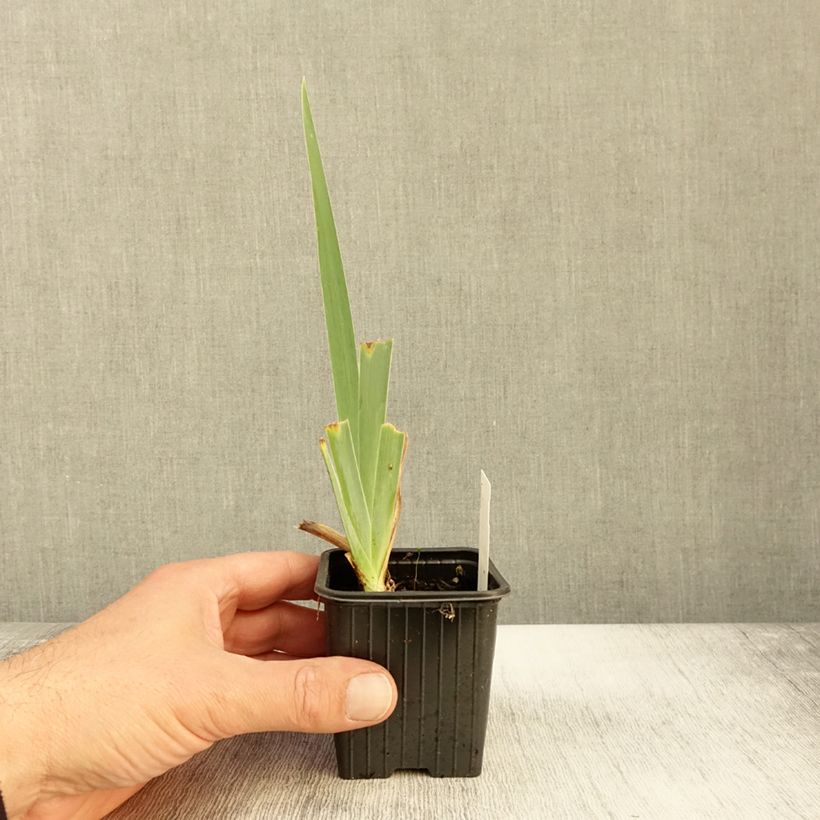 Example of Iris germanica Peach Frost - Iris des Jardins  Godet de 8/9 cm as you get in automne