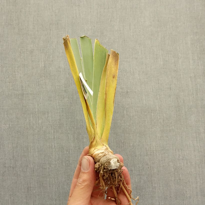 Example of Iris germanica Polar Shift - Grand Iris des Jardins Rhizome as you get in hiver