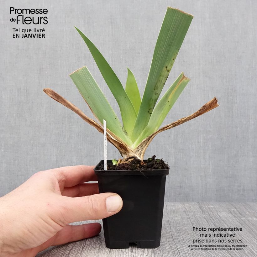 Example of Iris germanica Qualified - Iris des Jardins Godet de 8/9 cm as you get in hiver