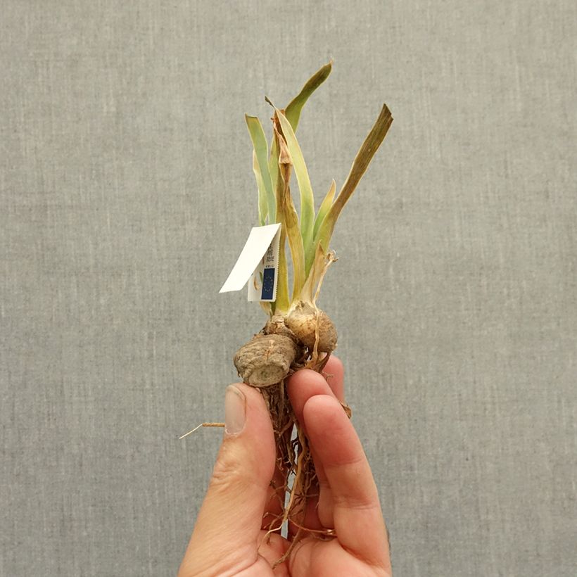 Example of Iris germanica Sinister Desire - Iris des Jardins intermédiaire Rhizome as you get in hiver