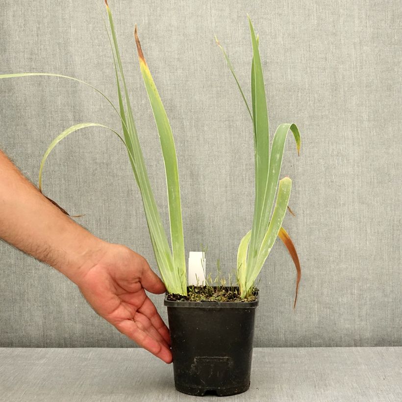 Example of Iris germanica Siva Siva - Iris des Jardins Pot de 1,5L/2L as you get in ete