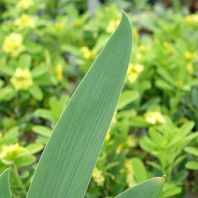 Iris Germanica Souffle Chaud - Iris des Jardins (Foliage)