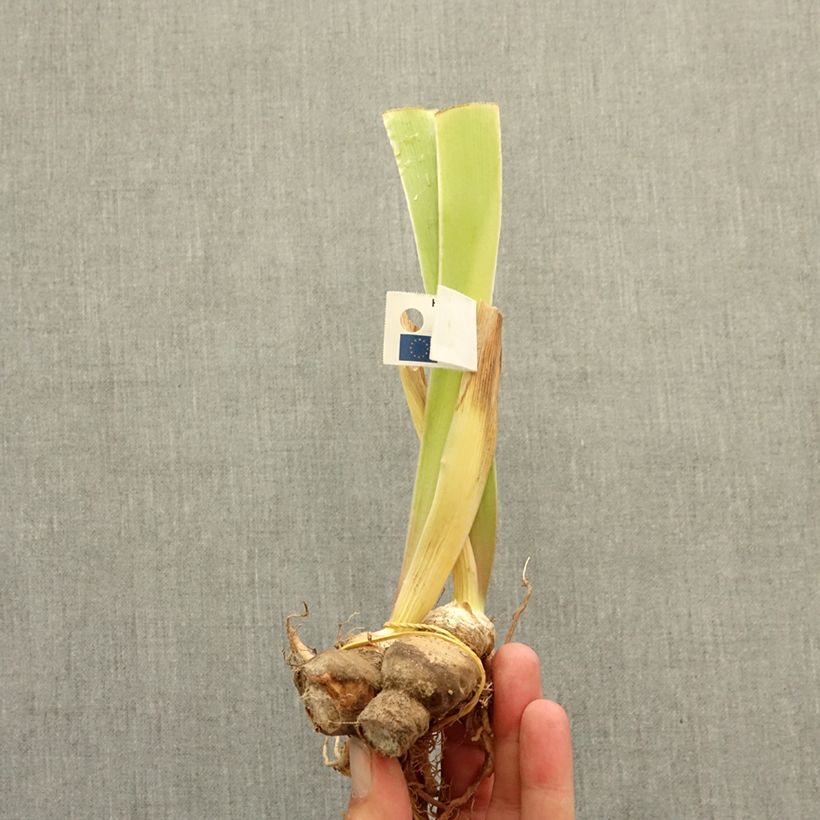 Example of Iris germanica Spectator - Iris des Jardins intermédiaire Rhizome as you get in hiver