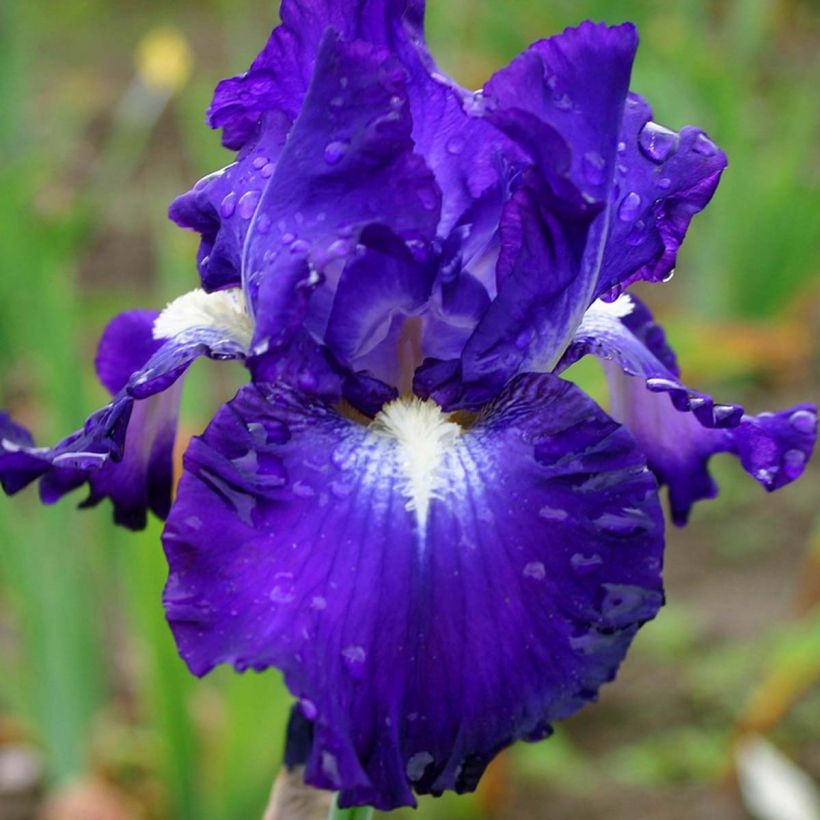 Iris germanica Spot - Iris des Jardins remontant. (Flowering)