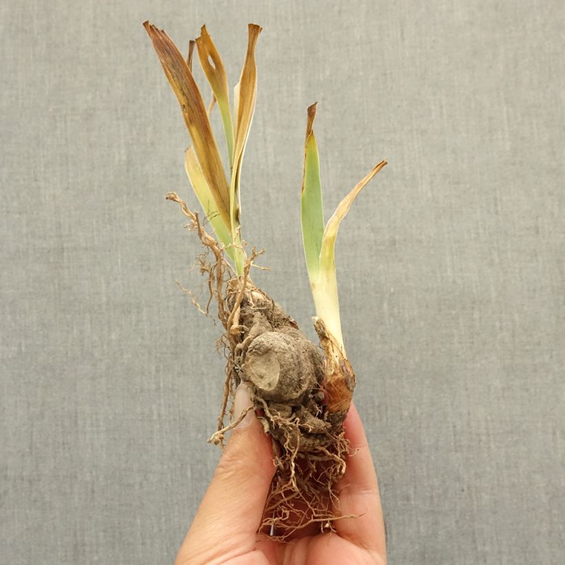Example of Iris germanica Star Appeal - Grand Iris des Jardins Rhizome as you get in hiver