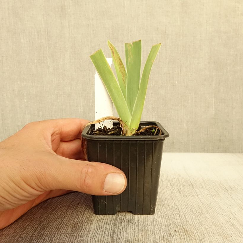 Example of Iris germanica Stepping Out - Iris des Jardins  Godet de 8/9 cm as you get in automne