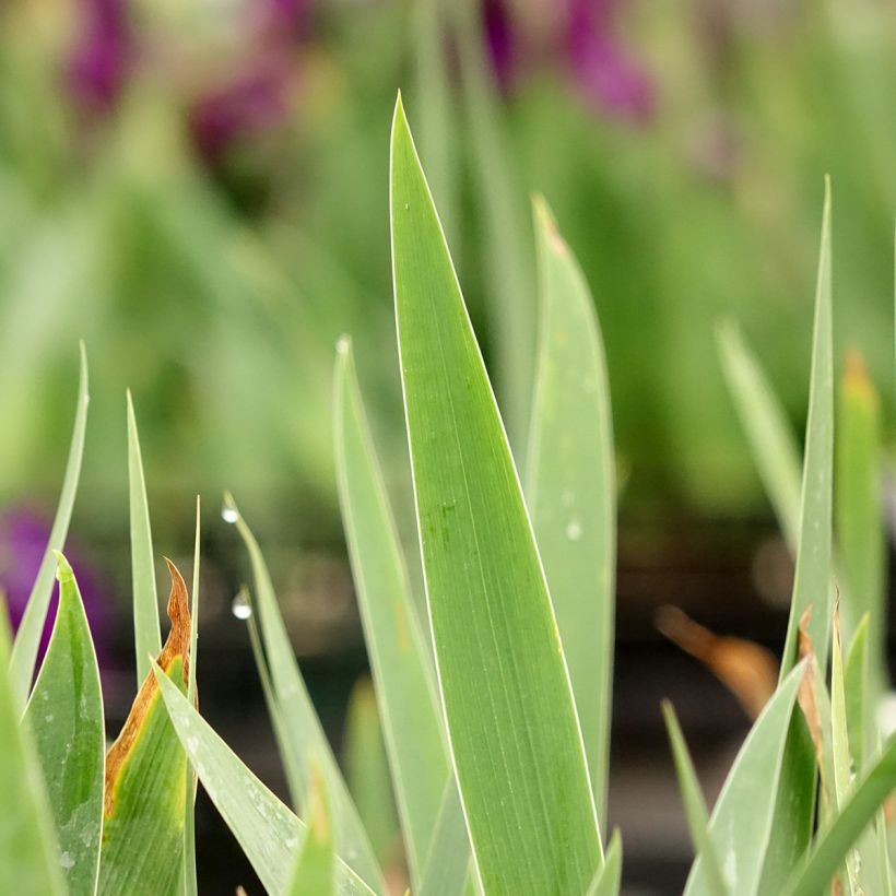 Iris germanica Sultan's Palace - Iris des Jardins (Foliage)