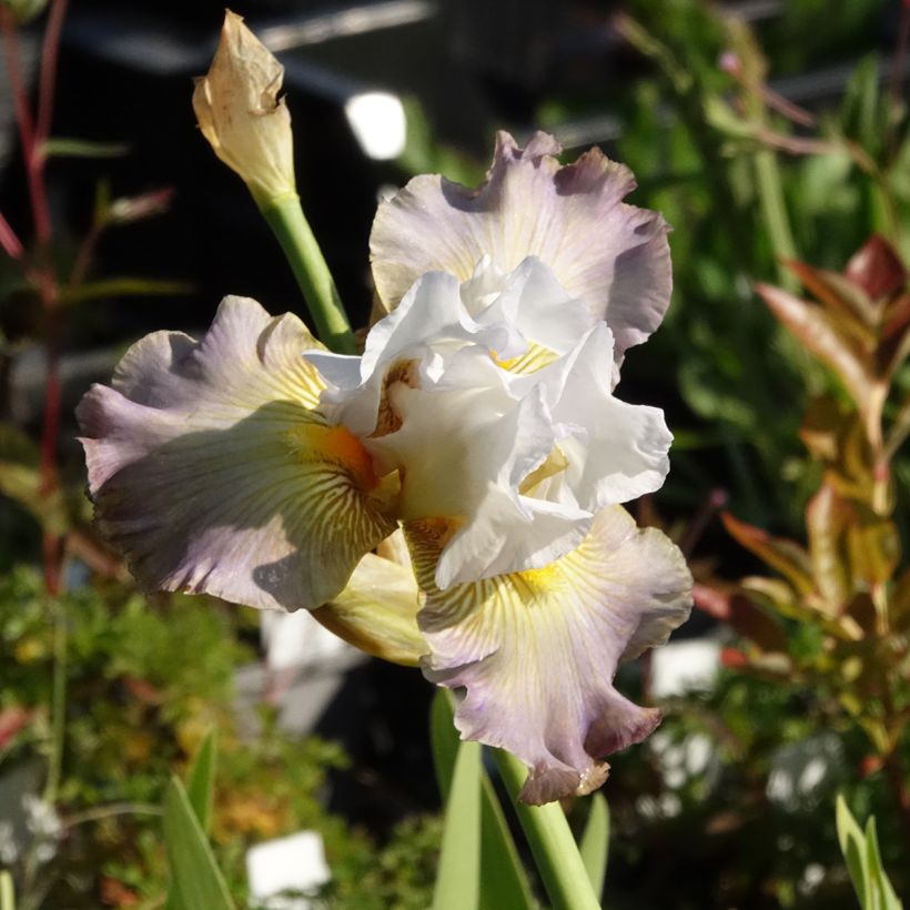Iris germanica Sur la plage - Iris des Jardins (Flowering)