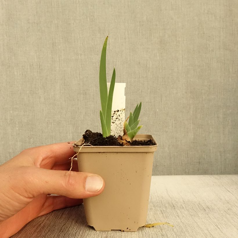 Example of Iris germanica Thornbird Godet de 8/9 cm as you get in automne