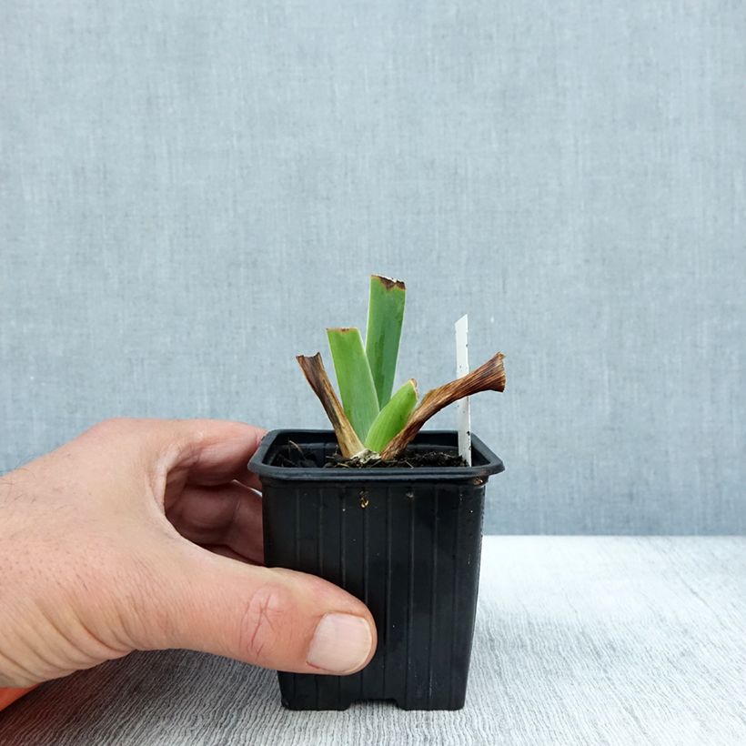 Example of Iris germanica Tuxedo - Iris des Jardins Godet de 8/9 cm as you get in automne