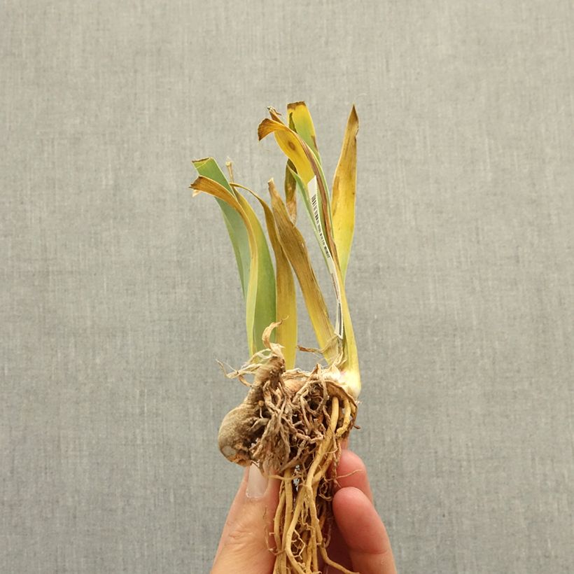 Example of Iris germanica Vieilles Vignes - Iris des Jardins Rhizome as you get in hiver