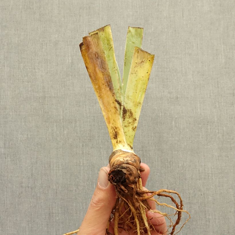 Example of Iris germanica Wrangler - Iris des Jardins intermédiaire Rhizome as you get in hiver