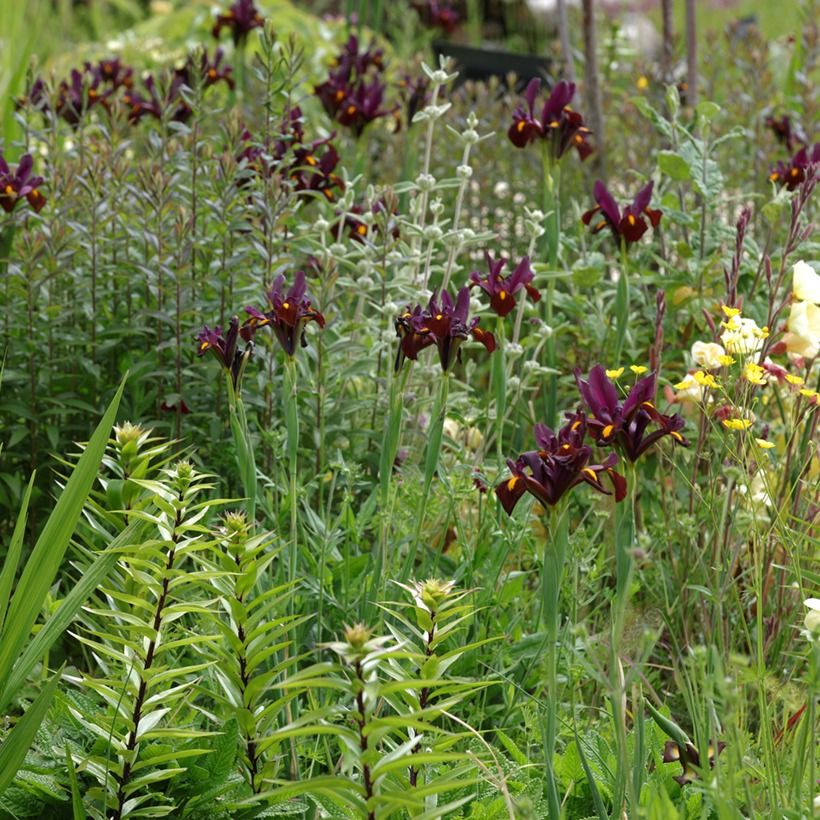 Iris de Hollande Red Ember - Iris hollandica (Plant habit)