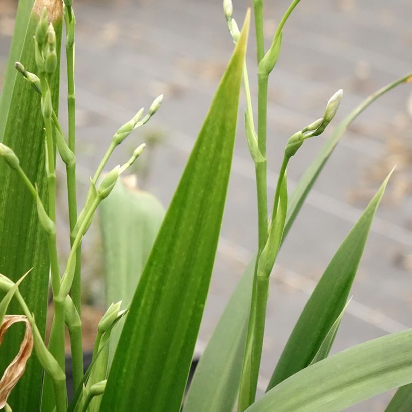 Iris japonica - Iris du Japon  (Foliage)