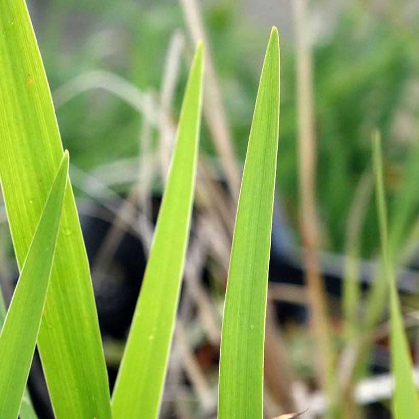 Iris laevigata - Iris d'eau japonais (Foliage)