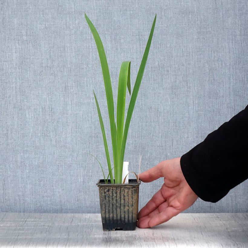 Example of Iris laevigata Latour Marliac - Iris d'eau japonais Godet de 8/9 cm as you get in printemps