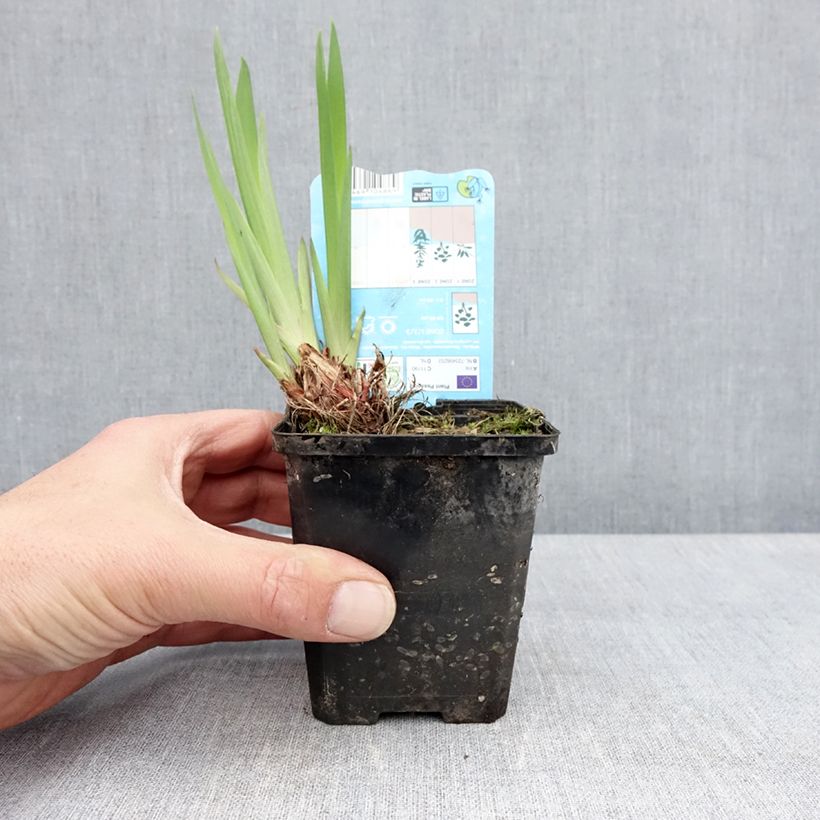 Example of Iris laevigata Snowdrift Godet de 8/9 cm as you get in printemps