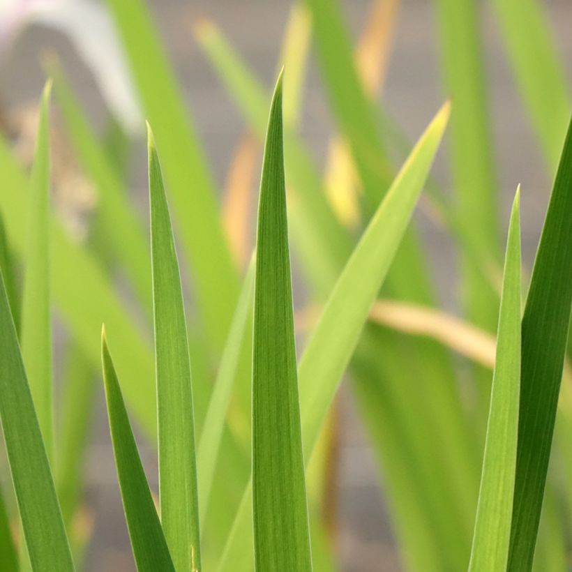 Iris laevigata Snowdrift (Foliage)