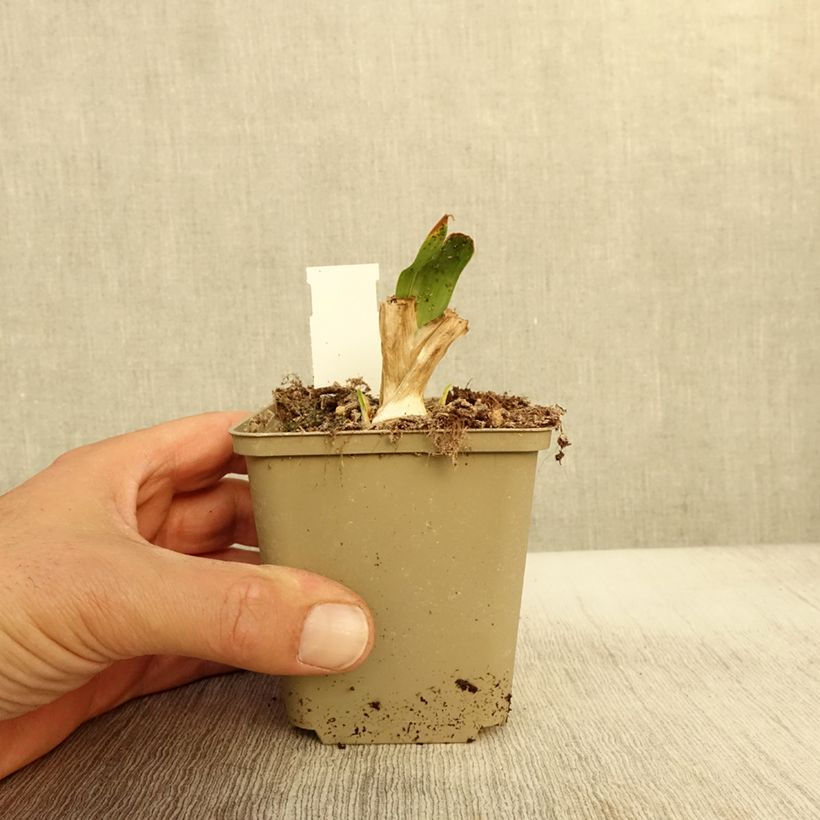 Example of Iris pumila Brassie - Iris nain ou de rocaille Godet de 8/9 cm as you get in automne