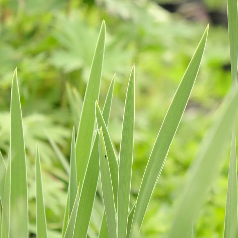 Iris pumila Crispy - Iris des Jardins nain ou miniature (Foliage)