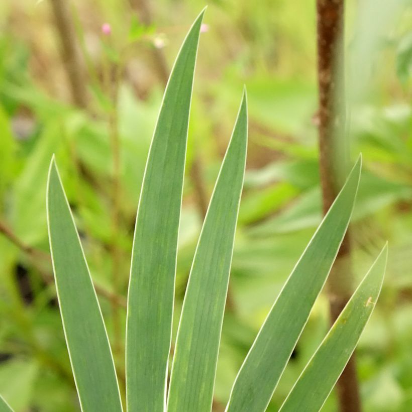 Iris pumila Wee Harry - Iris des Jardins nain (Foliage)