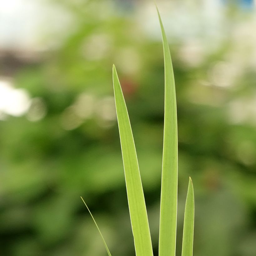 Iris setosa - Iris d'Alaska (Foliage)