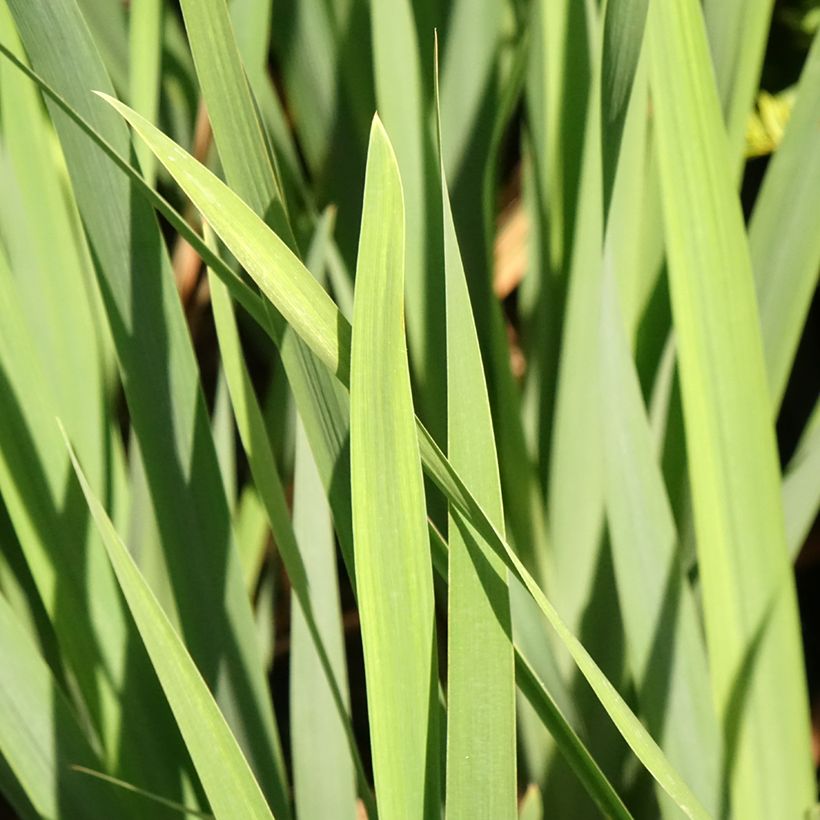 Iris sibirica Bundle of Joy - Iris de Sibérie (Foliage)