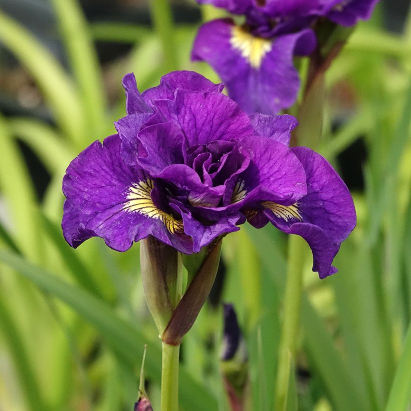 Iris sibirica Bundle of Joy - Iris de Sibérie (Flowering)