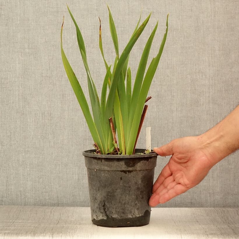 Example of Iris sibirica Colonel Mustard - Iris de Sibérie Pot de 2L/3L as you get in ete