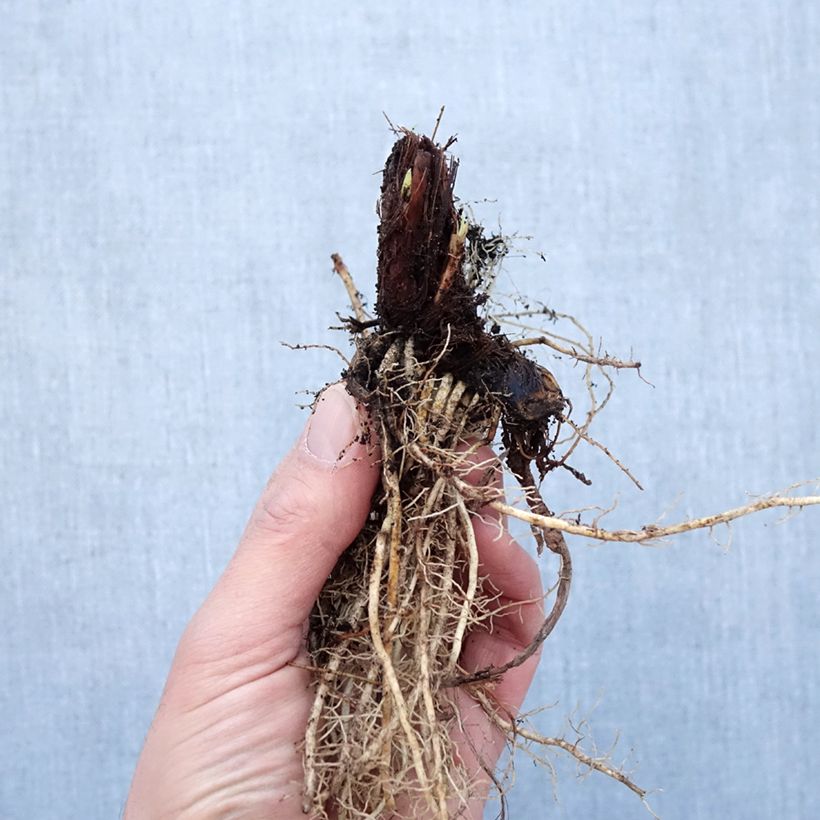 Example of Iris sibirica Colonel Mustard - Iris de Sibérie Petites Racines nues as you get in hiver