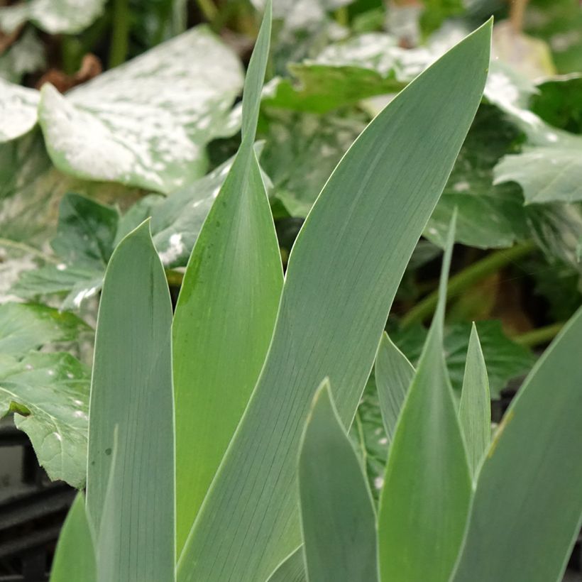 Iris sibirica Cool Spring - Iris de Sibérie (Foliage)